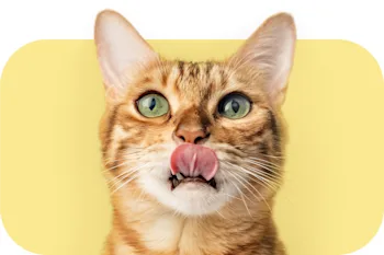 Shop Stylish & Fun Cat Accessories Online