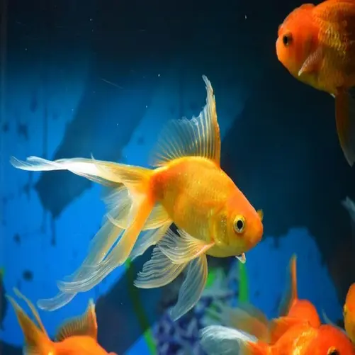 Fish & Aquatic Pet Accessories – Tanks, Filters & Decor